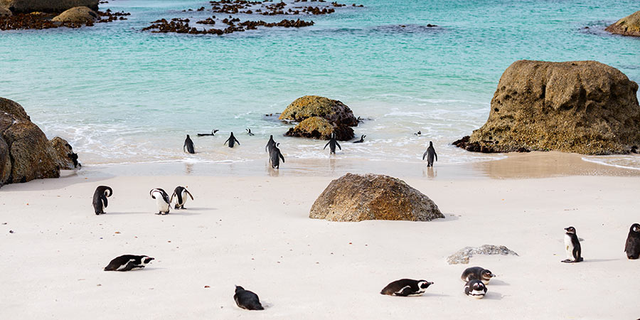 Meeting the penguins of Boulders Bay
