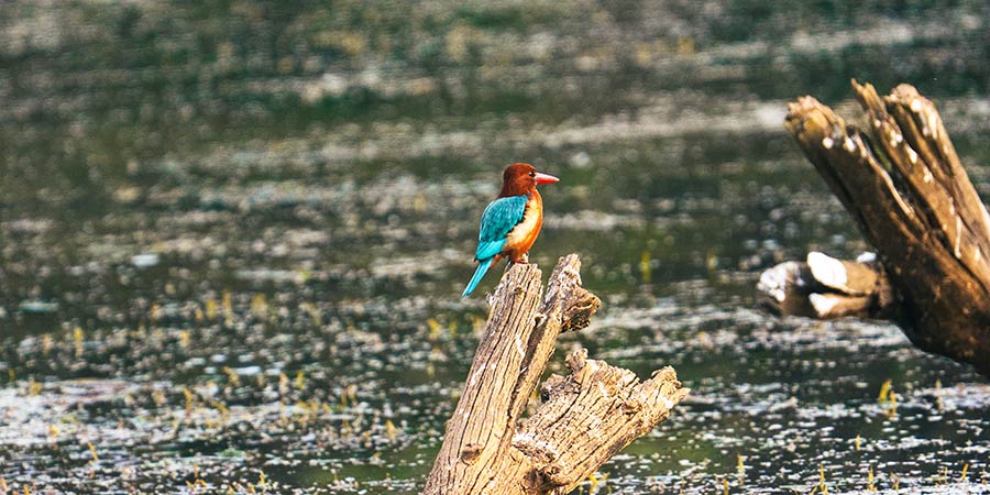 A colourful bird in India. 